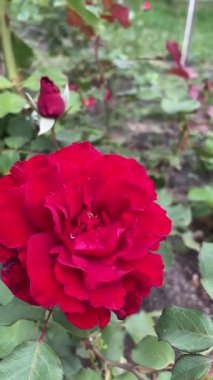 Bahçedeki güzel kırmızı gül