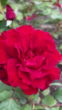 Bahçede kırmızı gül