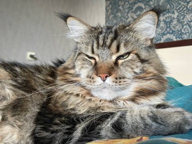 Büyük Ukraynalı evcil hayvan, kedi Maine Rakunu, Hayvan Bakımı 