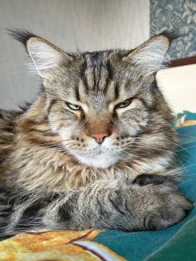 Büyük Ukraynalı evcil hayvan, kedi Maine Rakunu, Hayvan Bakımı 