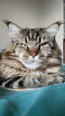 Büyük Ukrayna kedisi Maine Rakun, arkadaş, evcil hayvan, hayvan 