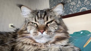 Büyük Ukrayna kedisi Maine Rakun, arkadaş, evcil hayvan, hayvan 