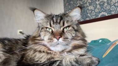 Büyük Ukrayna kedisi Maine Rakun, arkadaş, evcil hayvan, hayvan 