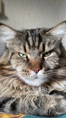 Büyük Ukrayna kedisi Maine Rakun, arkadaş, evcil hayvan, hayvan 