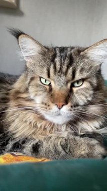 Büyük Ukrayna kedisi Maine Rakun, arkadaş, evcil hayvan, hayvan 