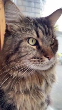 Büyük harika Ukrayna kedisi Maine Rakun, evcil hayvan, Ukrayna, Mainecoon 'dan arkadaş 