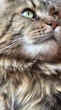 Büyük harika Ukrayna kedisi Maine Rakun, evcil hayvan, Ukrayna, Mainecoon 'dan arkadaş 