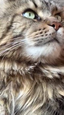 Büyük harika Ukrayna kedisi Maine Rakun, evcil hayvan, Ukrayna, Mainecoon 'dan arkadaş 