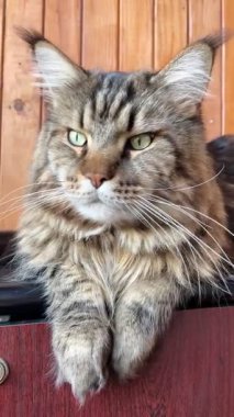 Büyük harika Ukrayna kedisi Maine Rakun, evcil hayvan, Ukrayna, Mainecoon 'dan arkadaş 