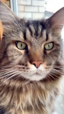 Büyük harika Ukrayna kedisi Maine Rakun, evcil hayvan, Ukrayna, Mainecoon 'dan arkadaş 