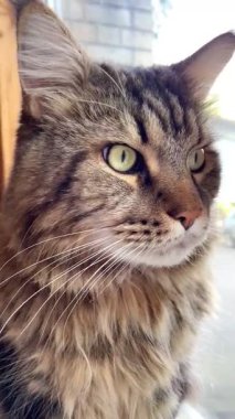 Büyük harika Ukrayna kedisi Maine Rakun, evcil hayvan, Ukrayna, Mainecoon 'dan arkadaş 