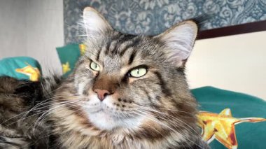 Büyük kedi Maine rakunu yatakta yatıyor.