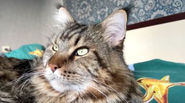 Büyük kedi Maine rakunu yatakta yatıyor.