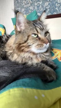 Büyük kedi Maine rakunu yatakta yatıyor.