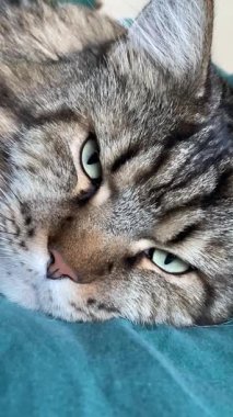 Büyük Ukrayna kedisi Maine Rakunu yatağında yatıyor, Mainecoon 