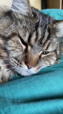 Büyük Ukrayna kedisi Maine Rakunu yatağında yatıyor, Mainecoon 