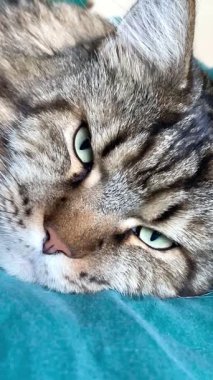 Büyük Ukrayna kedisi Maine Rakunu yatağında yatıyor, Mainecoon 