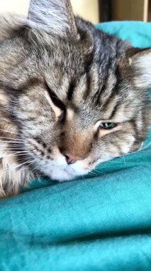 Büyük Ukrayna kedisi Maine Rakunu yatağında yatıyor, Mainecoon 