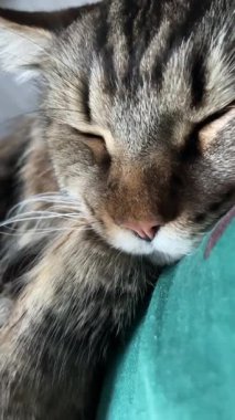 Büyük Ukrayna kedisi Maine Rakunu yatakta uyuyor, Mainecoon 