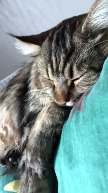 Büyük Ukrayna kedisi Maine Rakunu yatakta uyuyor, Mainecoon 