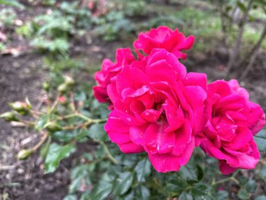 Ukrayna, Ukrayna kırmızı ve pembe güller bahçede, doğa 