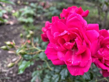 Ukrayna, Ukrayna kırmızı ve pembe güller bahçede, doğa 