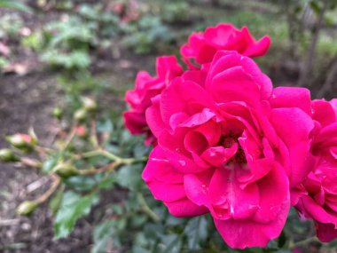 Ukrayna, Ukrayna kırmızı ve pembe güller bahçede, doğa 