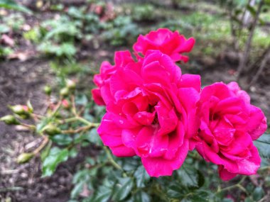 Ukrayna, Ukrayna kırmızı ve pembe güller bahçede, doğa 