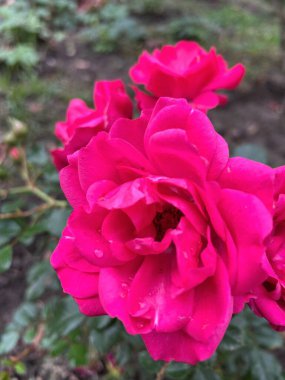 Ukrayna, Ukrayna kırmızı ve pembe güller bahçede, doğa 