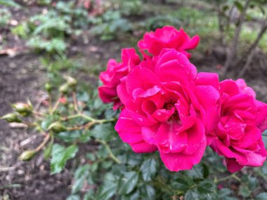 Ukrayna, Ukrayna kırmızı ve pembe güller bahçede, doğa 