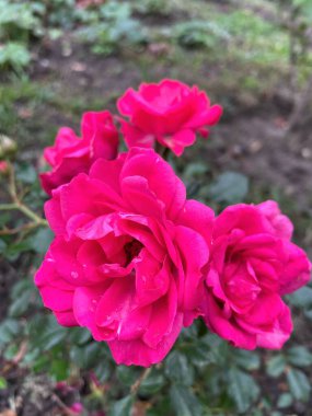 Ukrayna, Ukrayna kırmızı ve pembe güller bahçede, doğa 