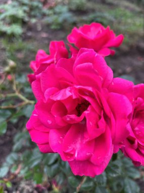 Ukrayna, Ukrayna kırmızı ve pembe güller bahçede, doğa 