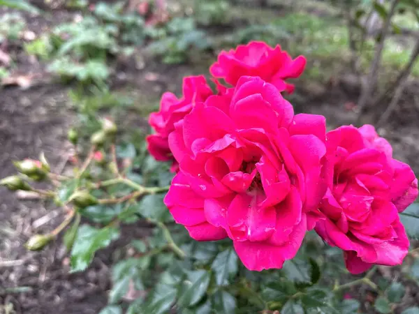 Ukrayna, Ukrayna kırmızı ve pembe güller bahçede, doğa 