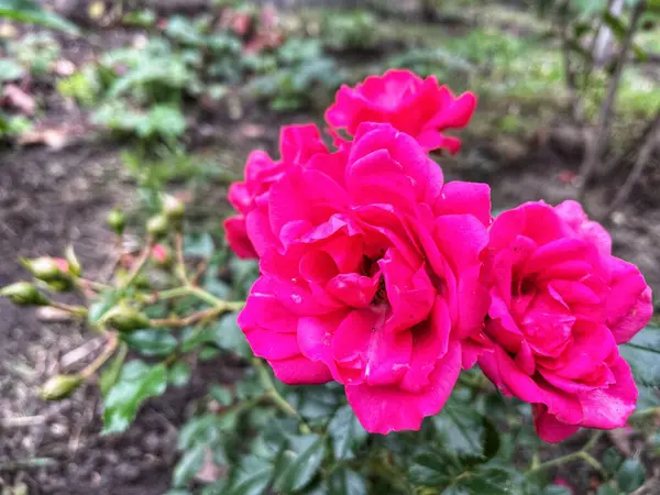 Ukrayna, Ukrayna kırmızı ve pembe güller bahçede, doğa 