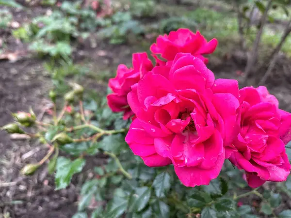 Ukrayna, Ukrayna kırmızı ve pembe güller bahçede, doğa 