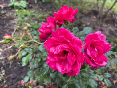 beautiful pink Ukrainian rose in the garden, Ukraine