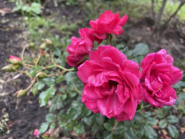 beautiful pink Ukrainian rose in the garden, Ukraine