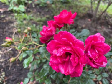 beautiful pink Ukrainian rose in the garden, Ukraine