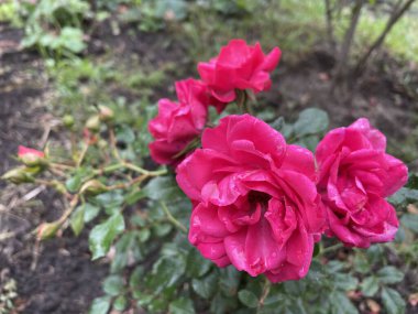 beautiful pink Ukrainian rose in the garden, Ukraine