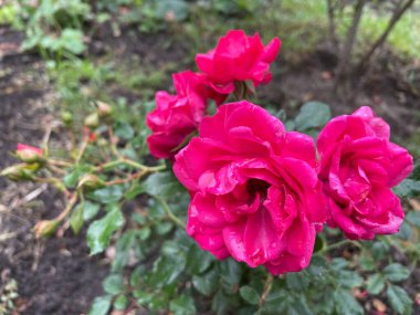 beautiful pink Ukrainian rose in the garden, Ukraine