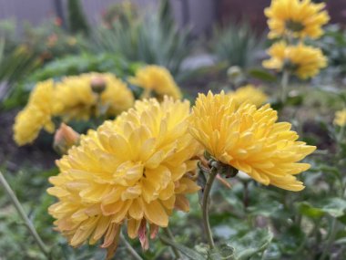beautiful yellow Ukrainian flower chrysanthemums in the garden, autumn, Ukraine 
