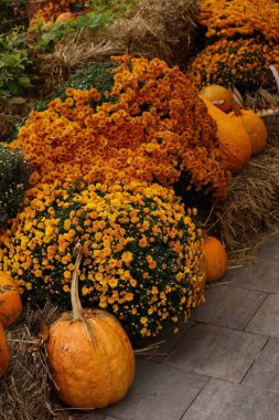 Balkabaklı turuncu kasımpatı