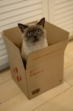 Kedi kutuda oturuyor. İskoç Düz