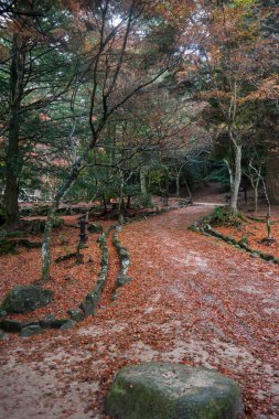 Japonya 2015 Kasım 22, Okuno jima Adası veya kunoshima Rabbit Adası, Japonya 'nın iç kesimlerinde bulunan küçük bir adadır. Takehara ili 'nin bir parçası olarak kabul edilir..