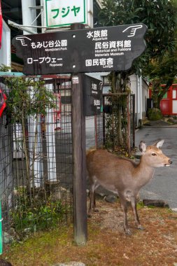 Japonya 2015 Kasım 22, Momijidani Parkı Park Mt. Misen, Momijidani Nehri kıyısında, Miyajima 'daki Itsukushima Tapınağı' nın arkasında.