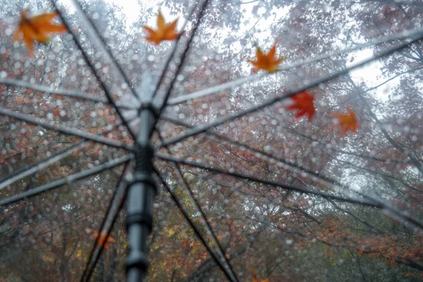 Defocus Transparent Umbrella Maple Leaf Autumn — Stock Photo, Image