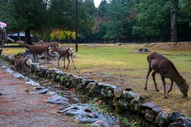Nara 'nın geyiği, Sika Geyikleri Sonbahar Yağmurlu Arazisi, Nara Halk Parkı, Nara, Japonya