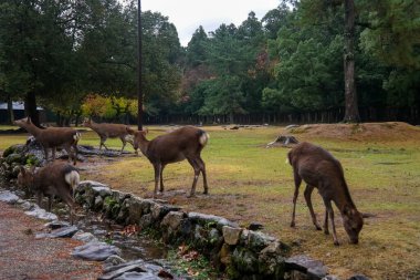 Nara 'nın geyiği, Sika Geyikleri Sonbahar Yağmurlu Arazisi, Nara Halk Parkı, Nara, Japonya