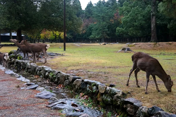 Nara 'nın geyiği, Sika Geyikleri Sonbahar Yağmurlu Arazisi, Nara Halk Parkı, Nara, Japonya