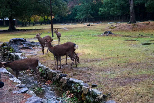 Het Hert Van Nara Sika Herten Roamen Voeren Het Herfst — Stockfoto